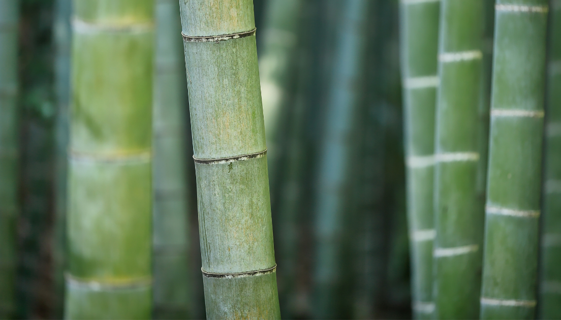 『竹』はサステナブルな植物