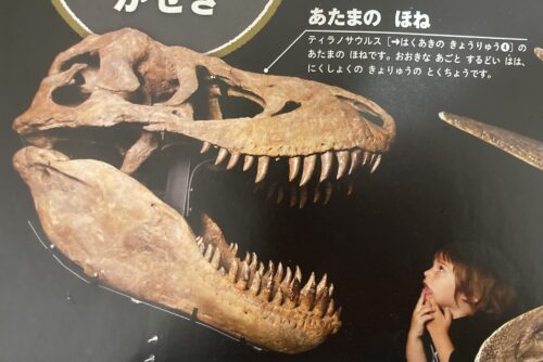 ティラノサウルスの頭の骨の写真